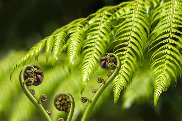 Koru unfurling